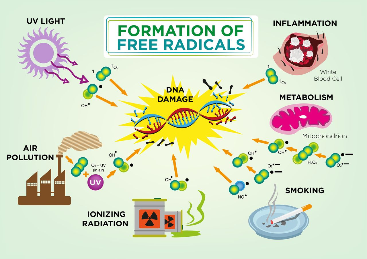 You are currently viewing The Truth: What are Antioxidants & Free Radicals?